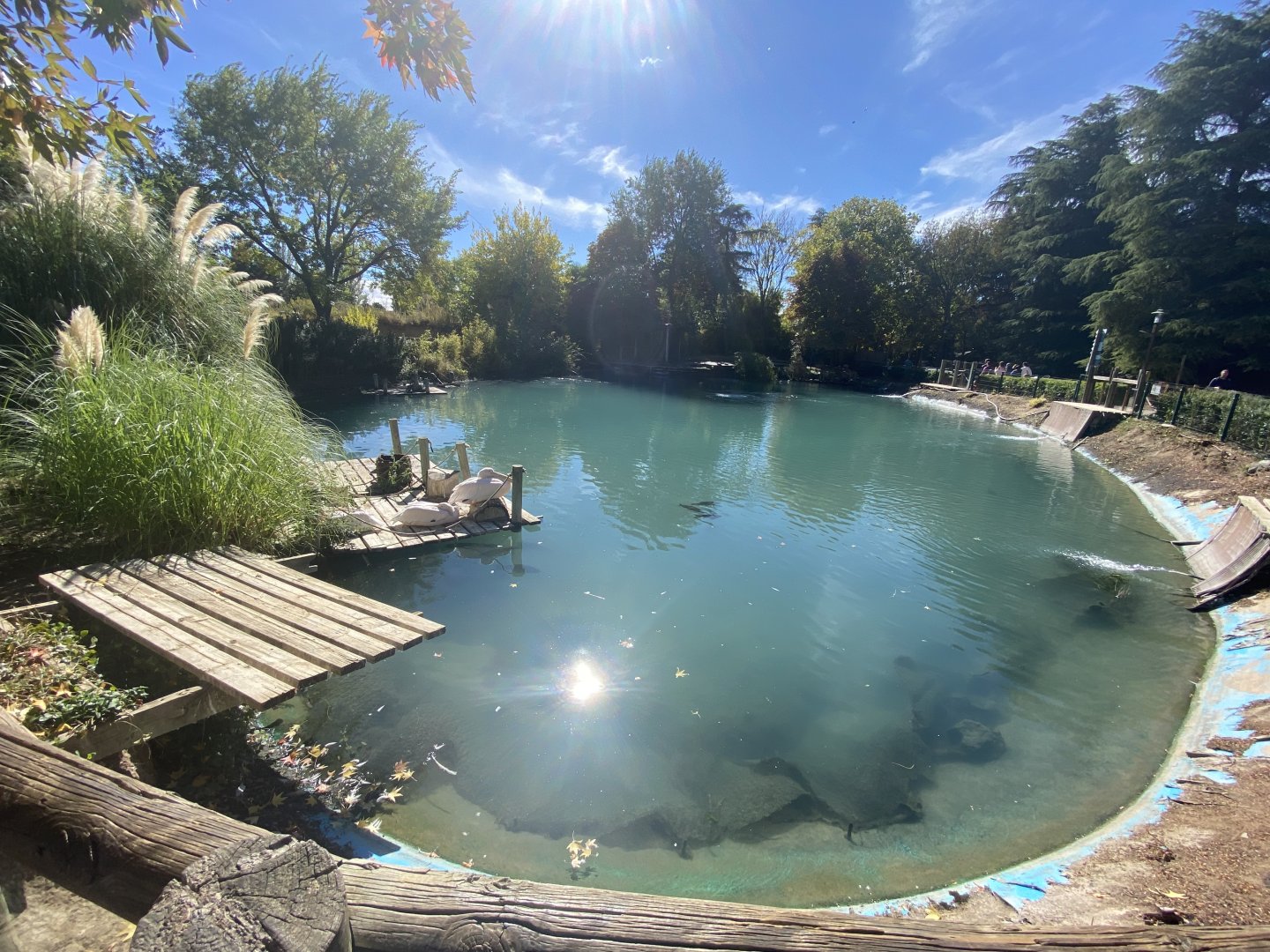 Pelican and cormorant enclosure