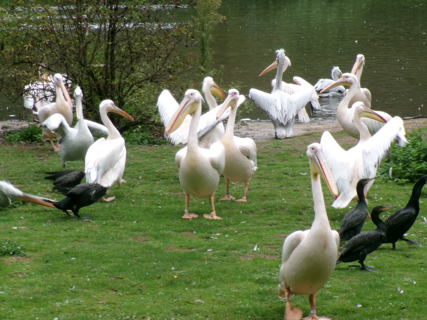 Pelican and cormorant feeding