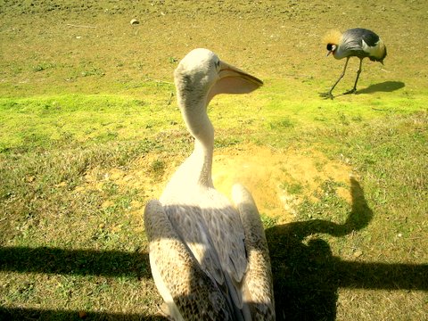 pelican and crane