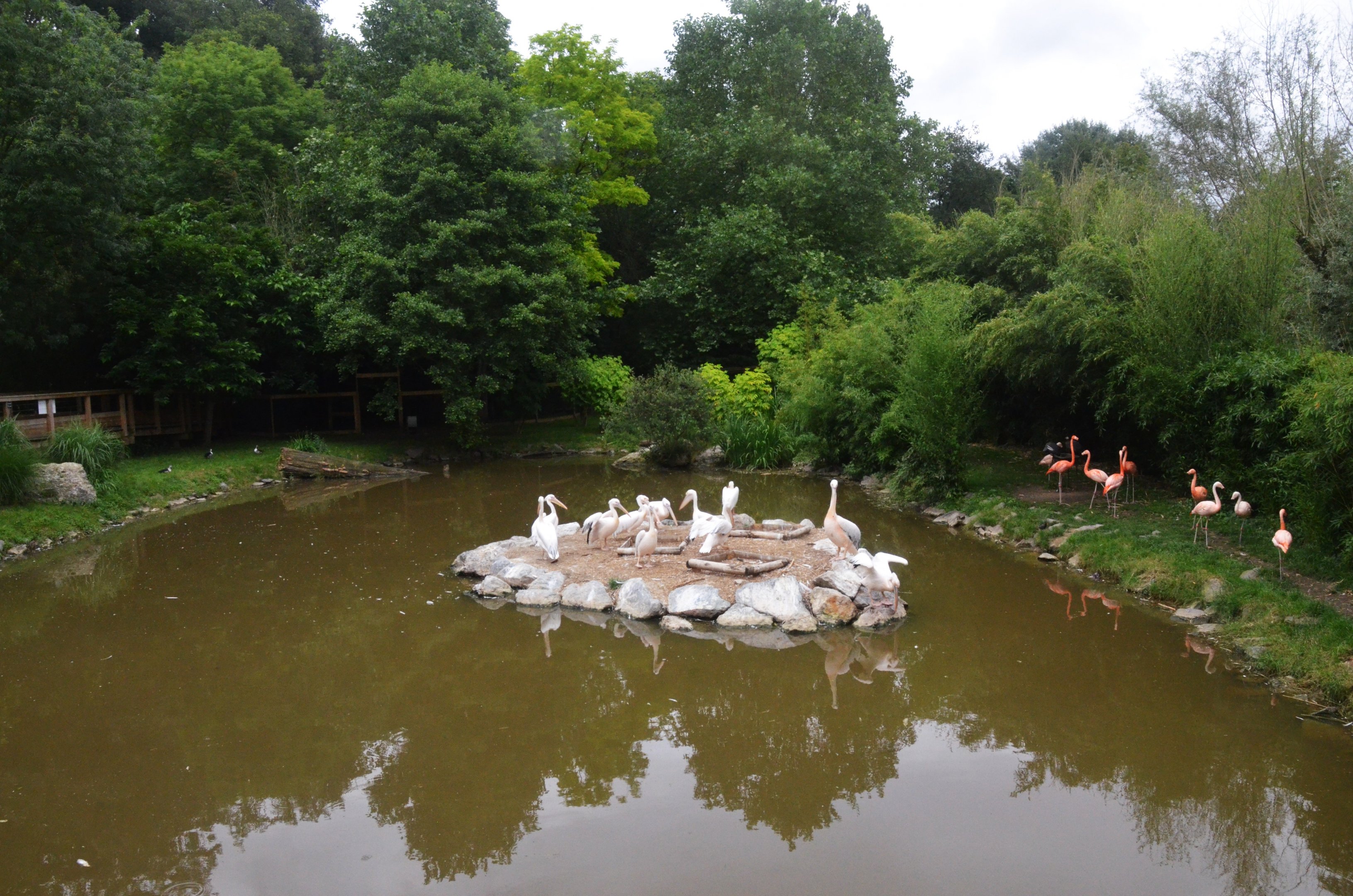 Pelican and Mixed Flamingo Enclosure at Beauval, 12/06/18