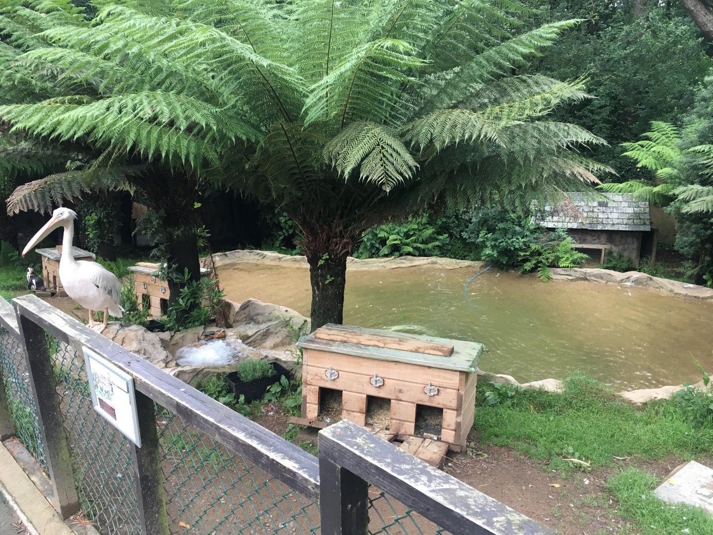 Pelican and penguin enclosure 300617
