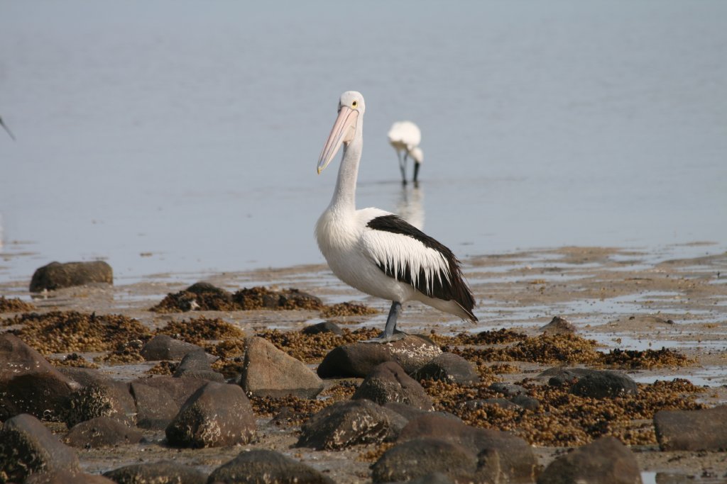 Pelican and Royal Spoonbill
