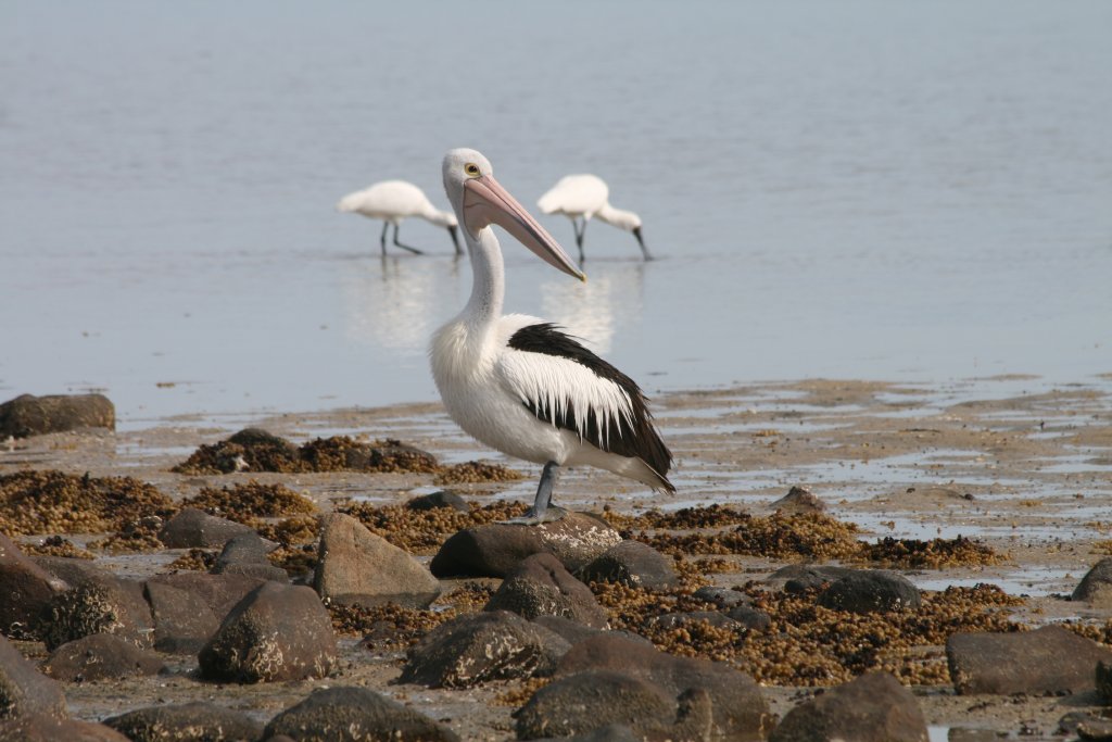 Pelican and Royal Spoonbills
