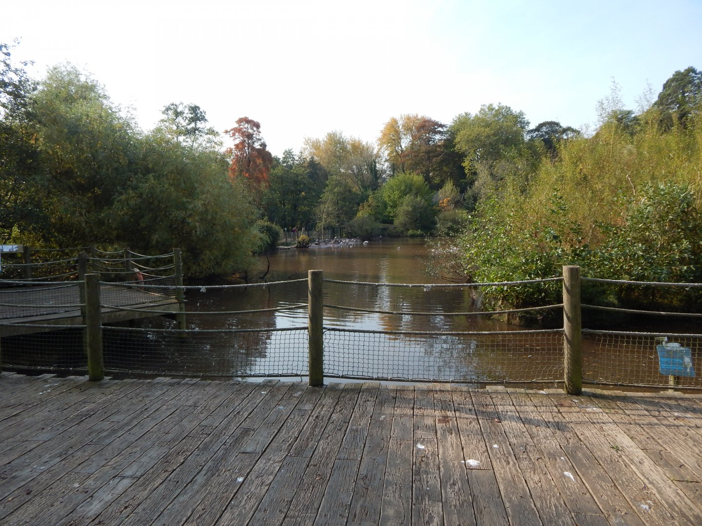 Pelican and waterfowl enclosure 181020