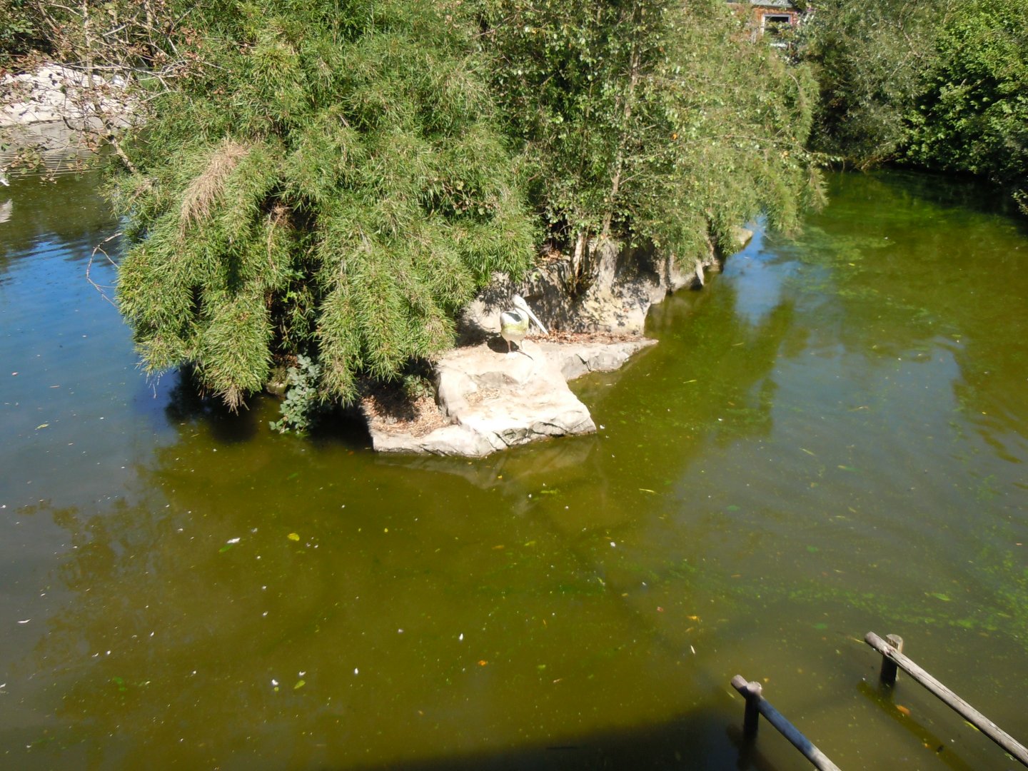 Pelican and waterfowl exhibit 070820