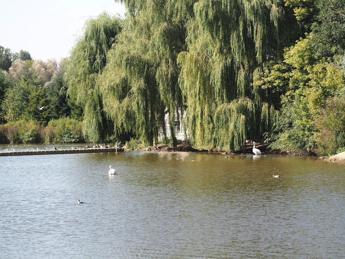 Pelican and waterfowl island in the lake, 2024-09-17