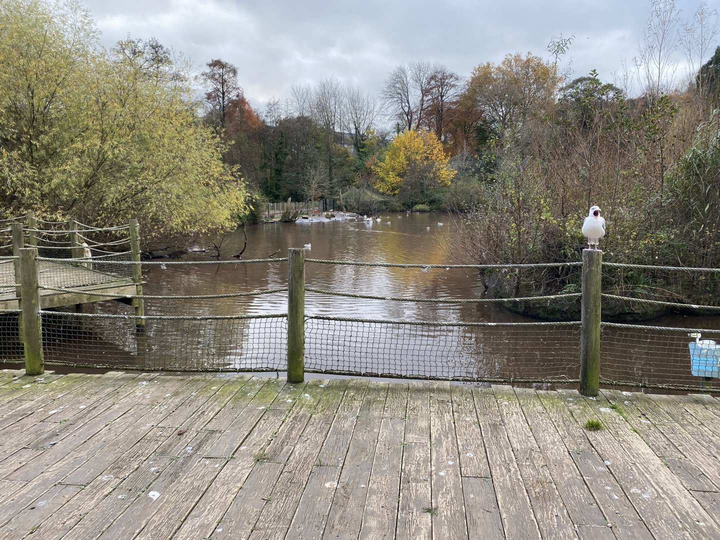 Pelican and waterfowl lake 201121