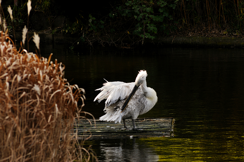 Pelican at Allwetterzoo
