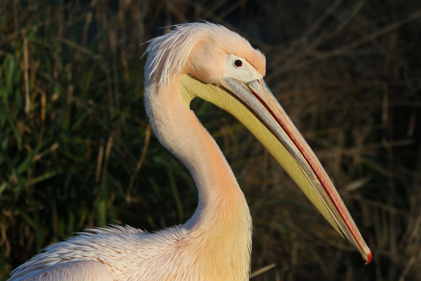 Pelican at London Zoo