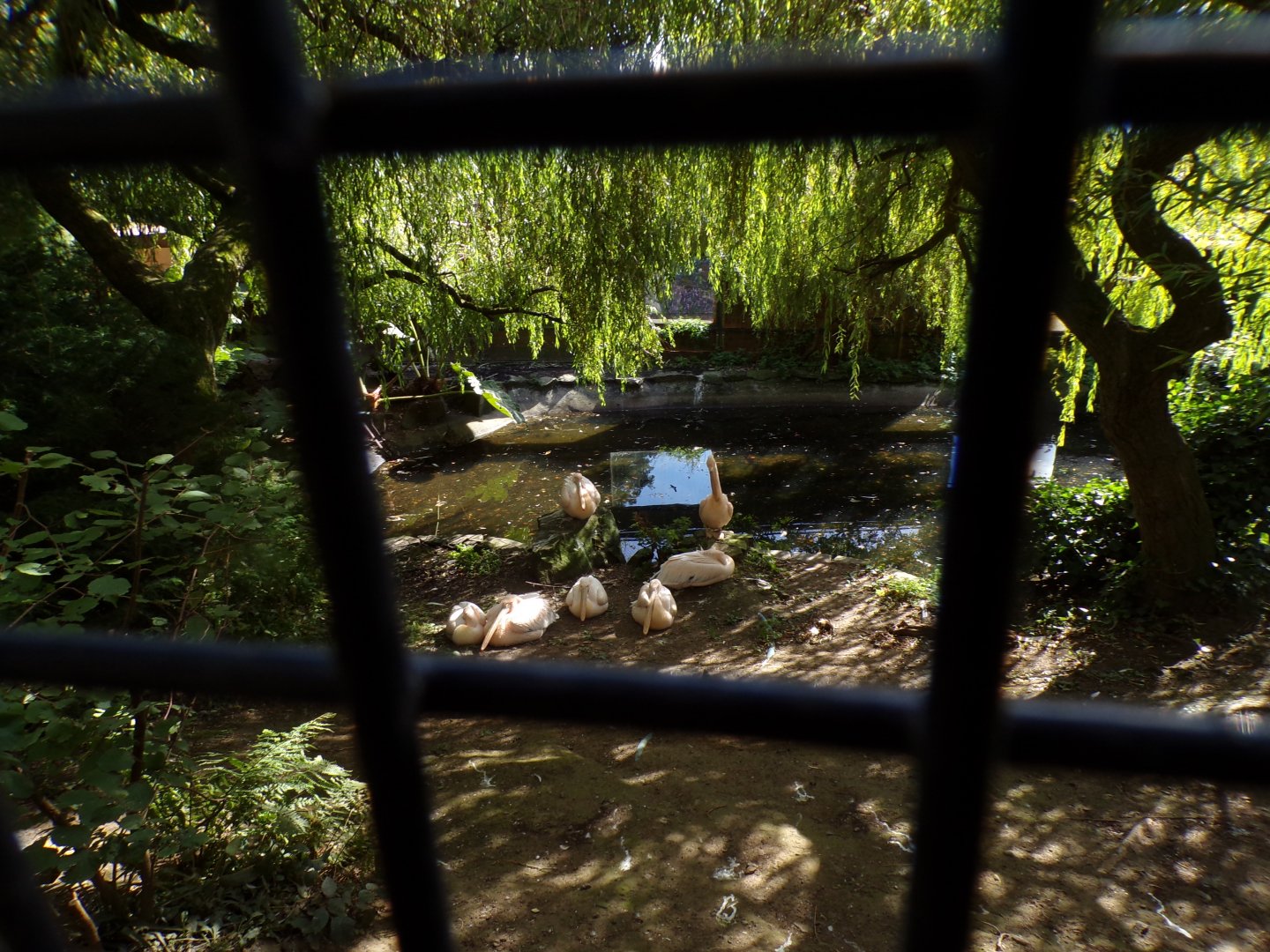 Pelican aviary 16.9.24