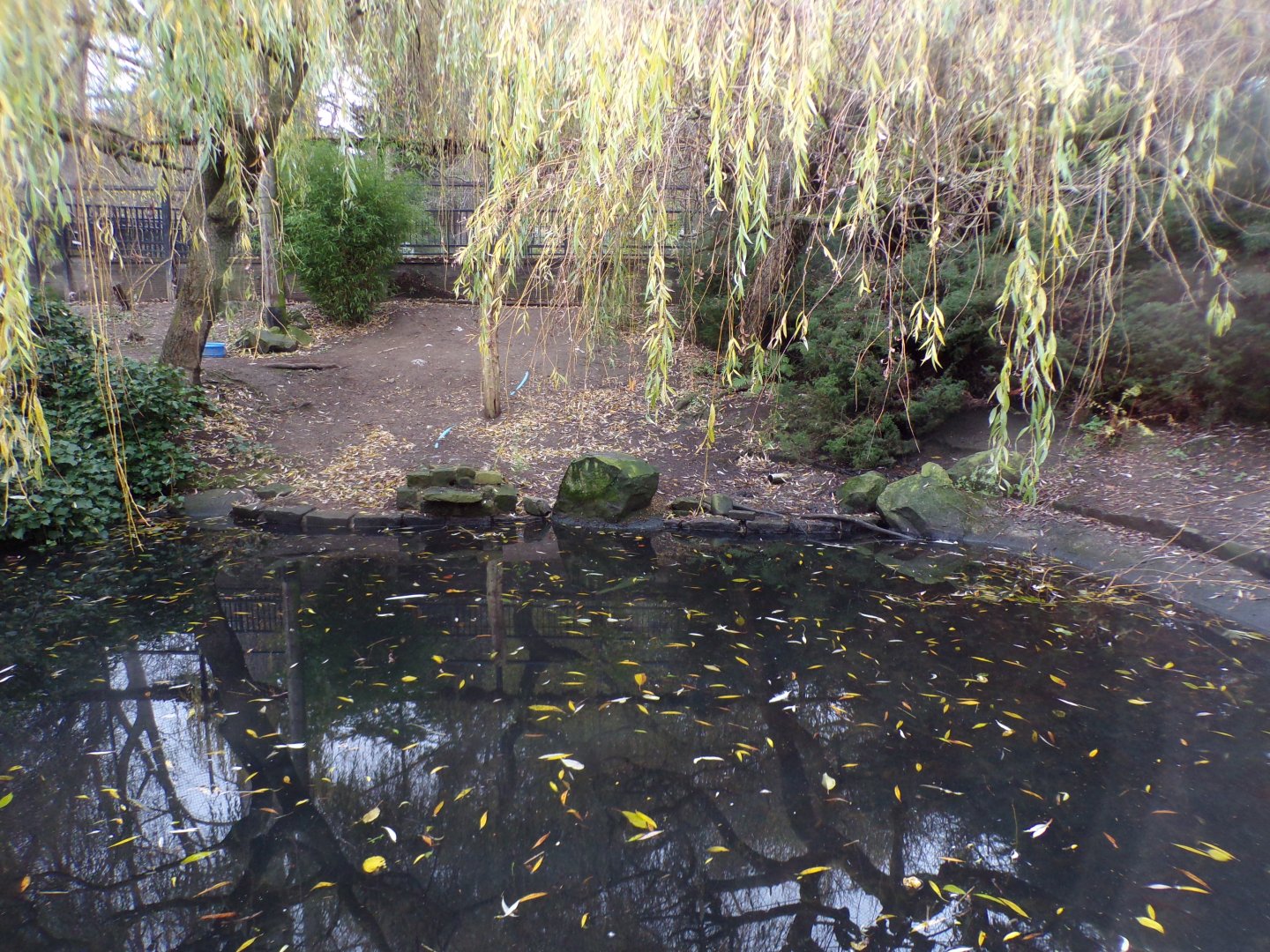 Pelican aviary 19.11.23