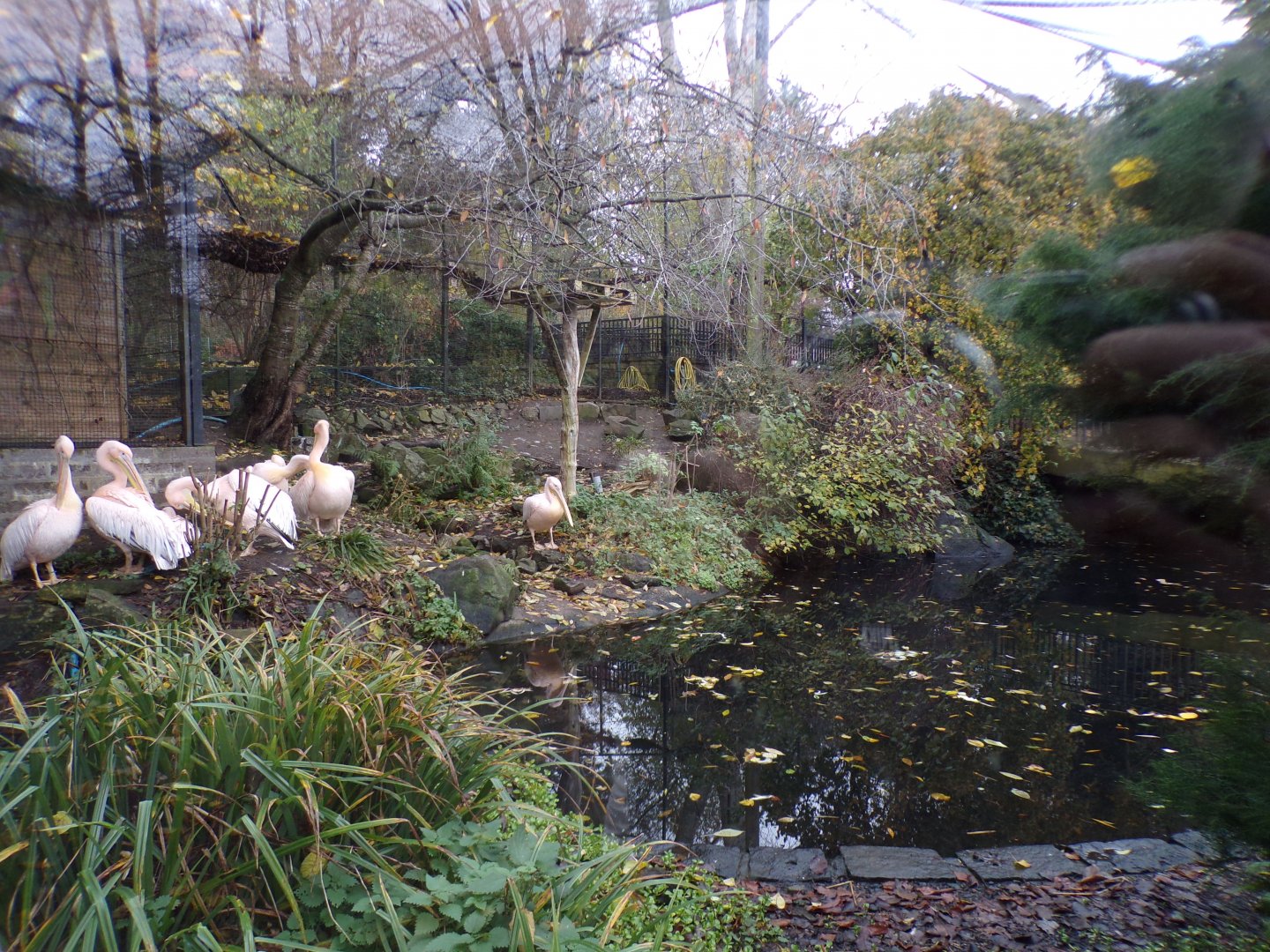 Pelican aviary 19.11.23