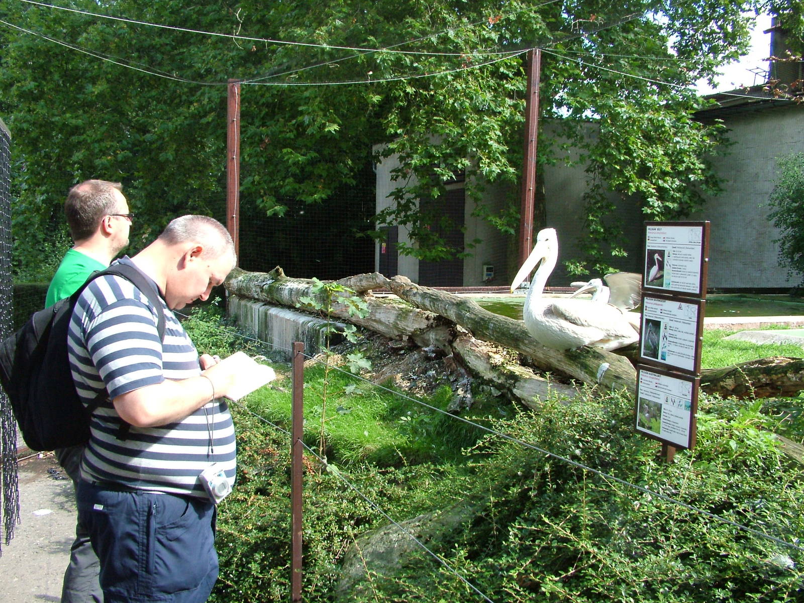 Pelican Aviary at Dvur Kralove, 27/08/12