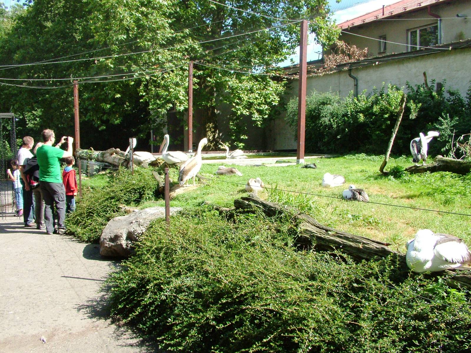 Pelican Aviary at Dvur Kralove, 27/08/12