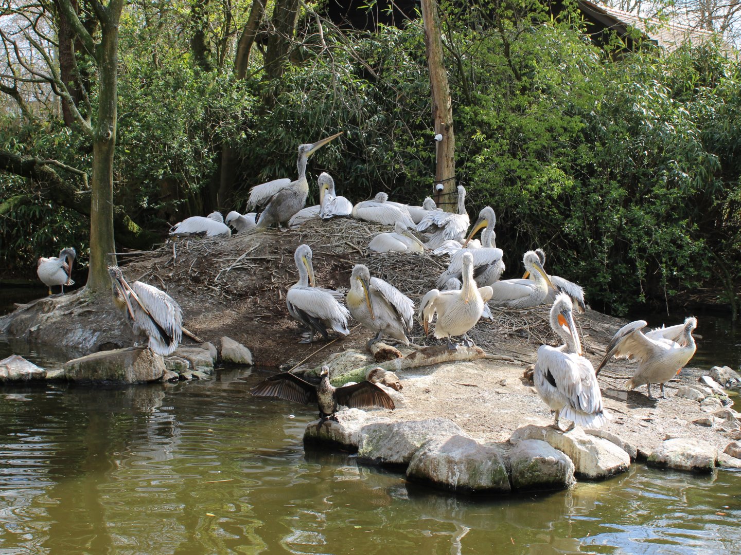 Pelican breeding-colony