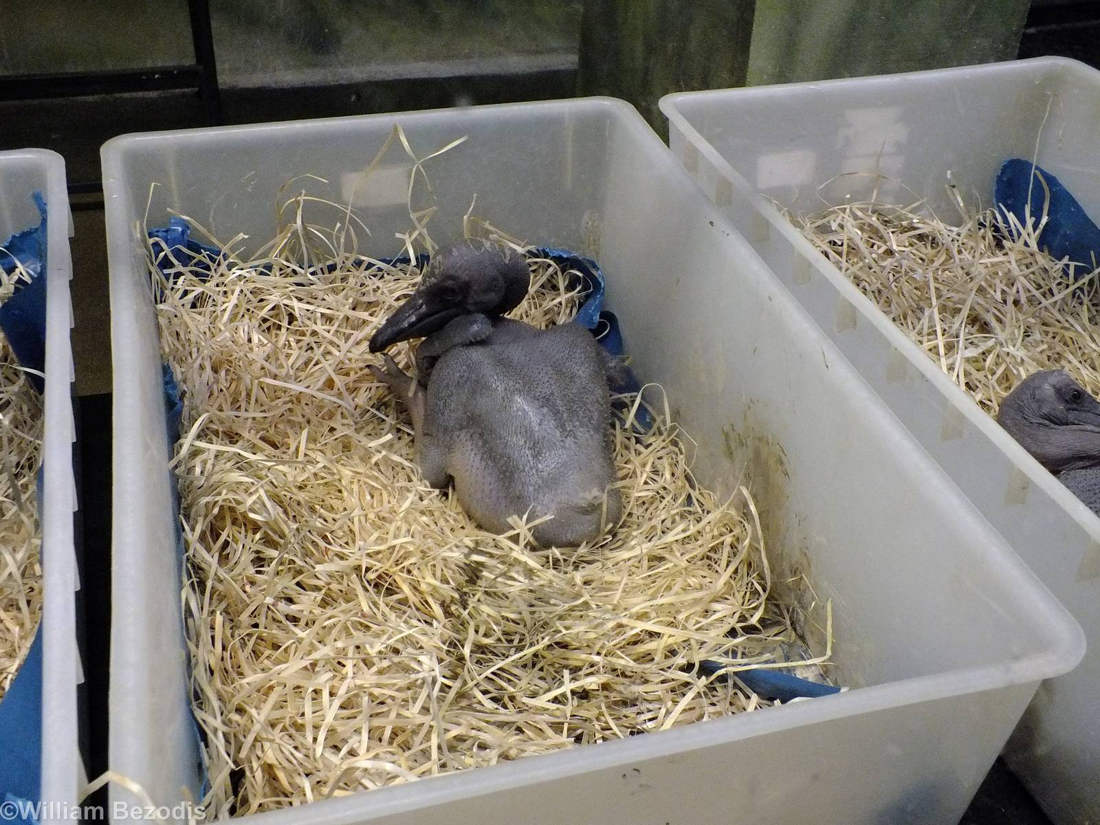 Pelican Chicks - Bird House