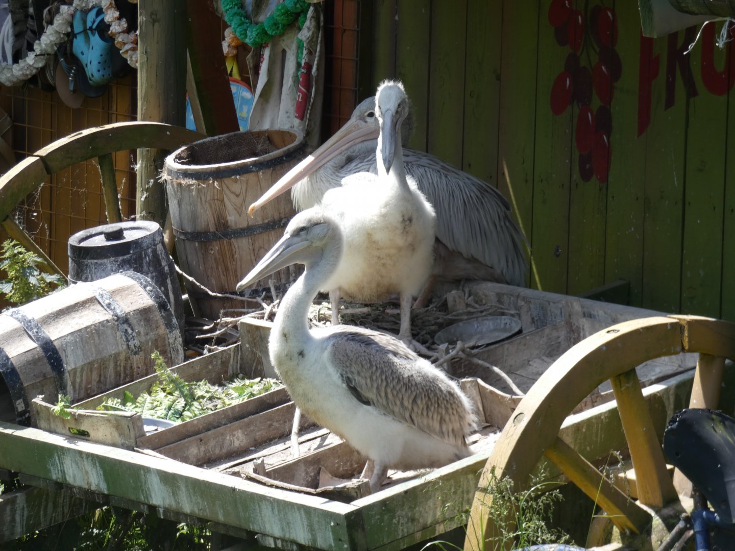 Pelican chicks