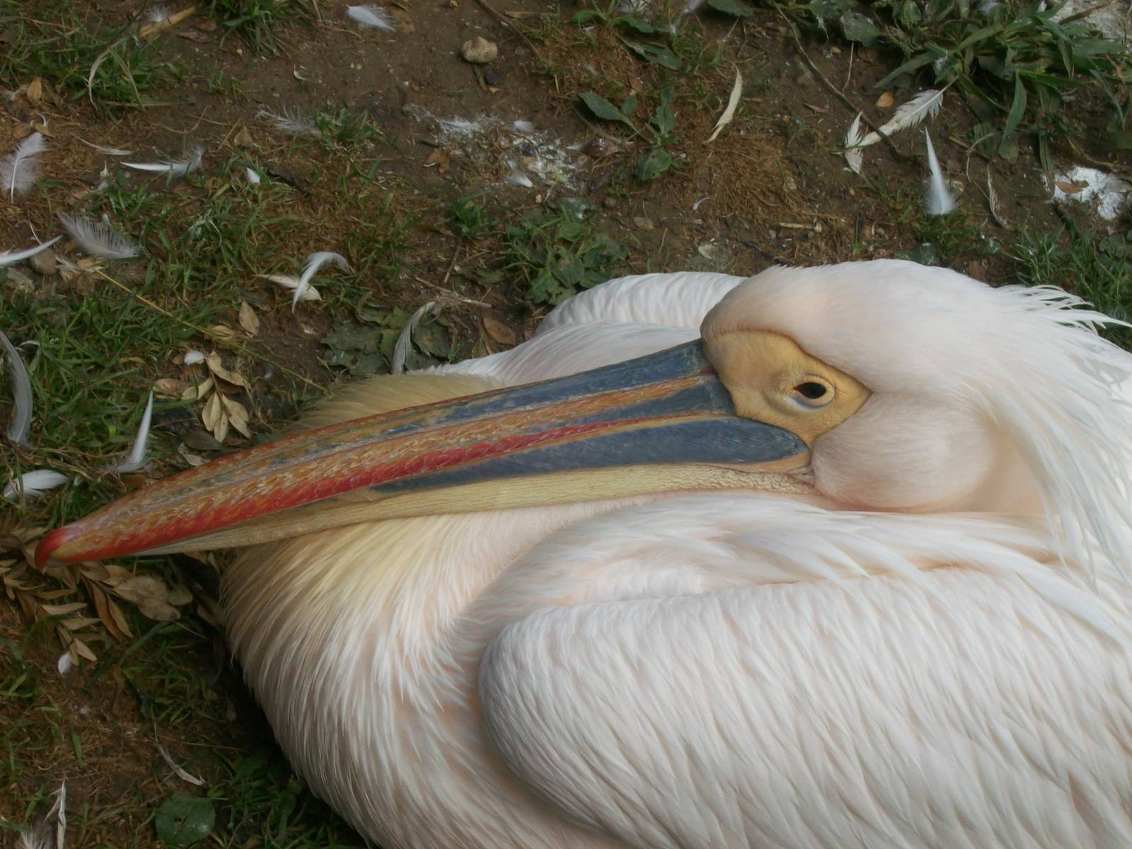 pelican close ups