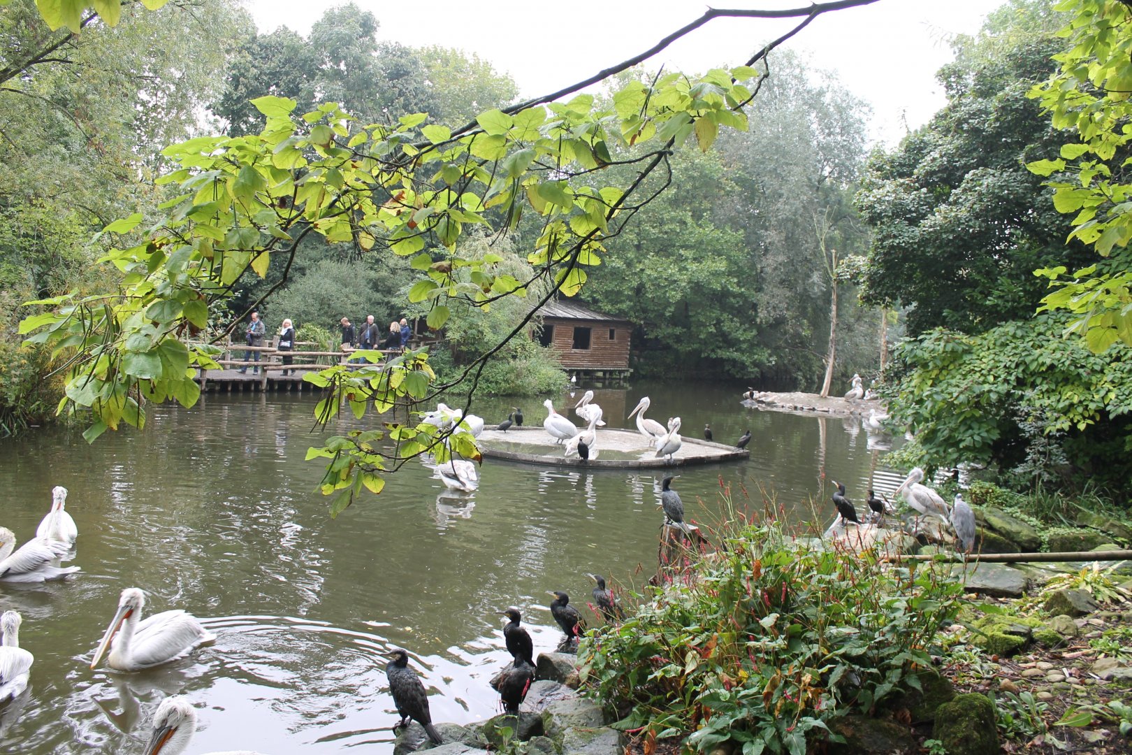 Pelican - Cormorant enclosure