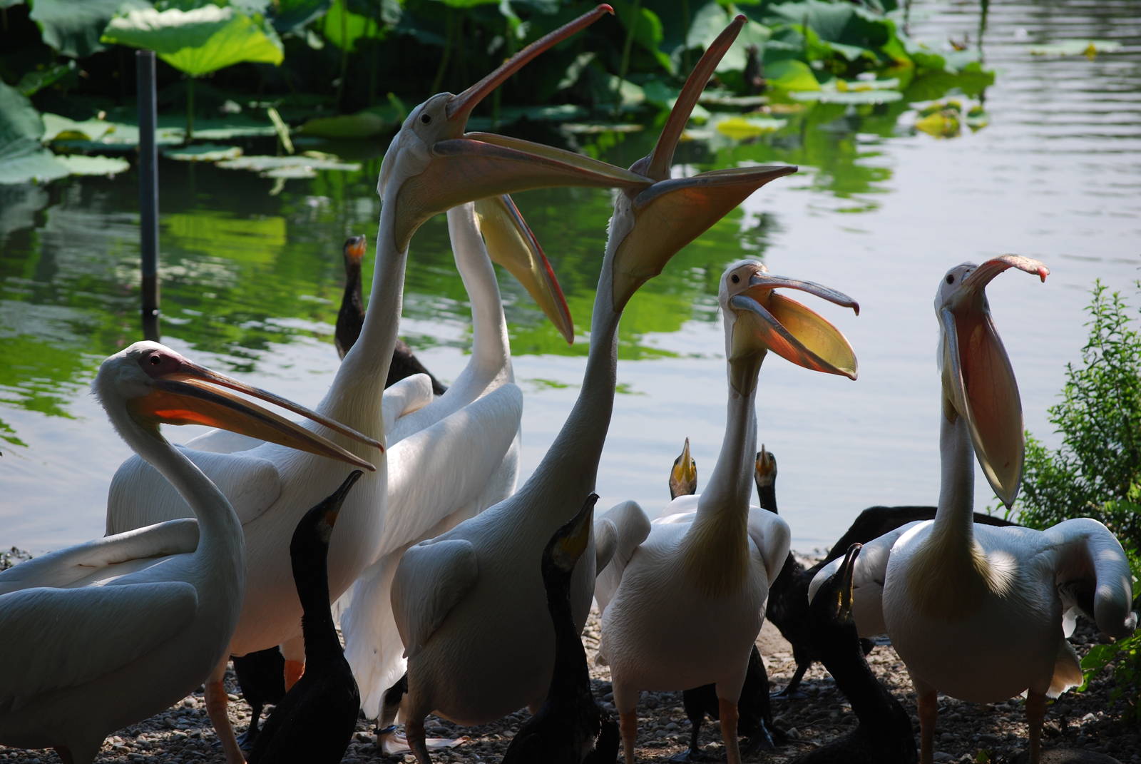Pelican & cormorant feeding