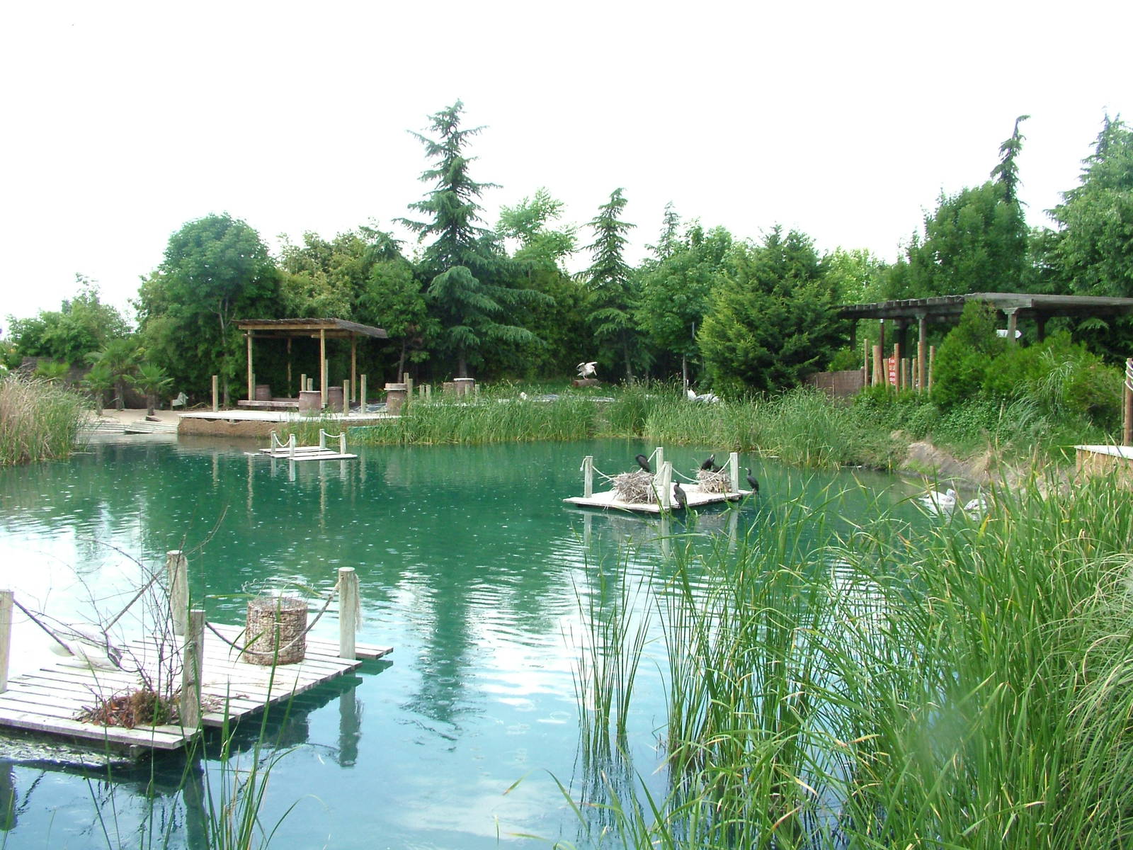 Pelican/Cormorant Lake at Faunia, 27/05/11