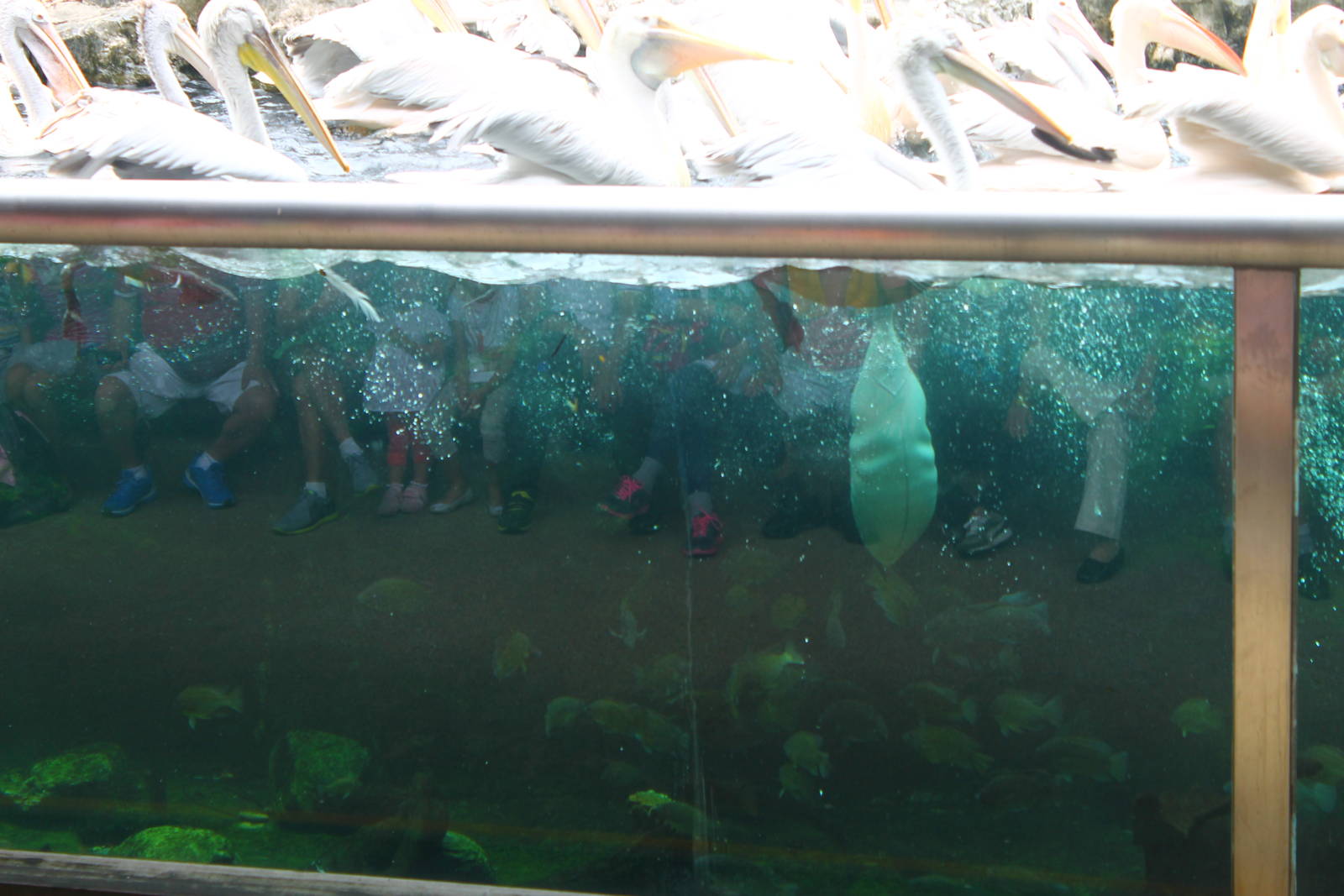 Pelican Cove - Feeding time