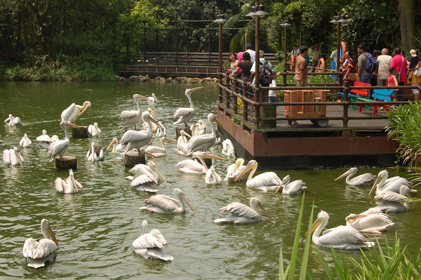 Pelican Cove, Jurong BirdPark