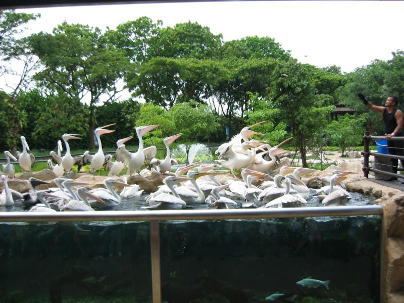 Pelican Cove, Jurong BirdPark