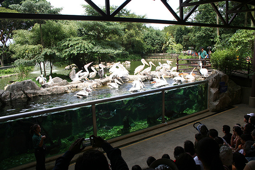 Pelican Cove, Jurong BirdPark