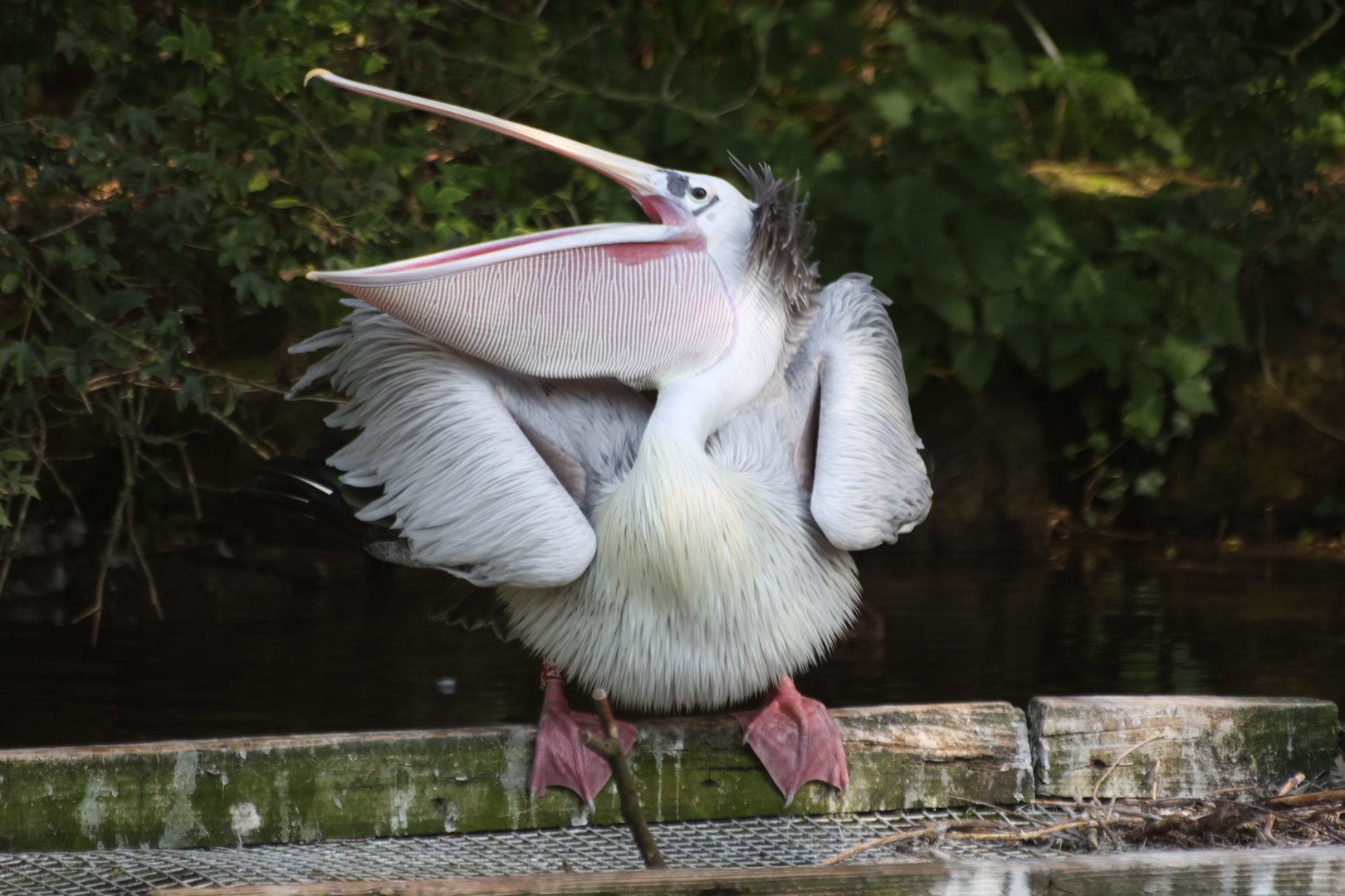 Pelican Displaying