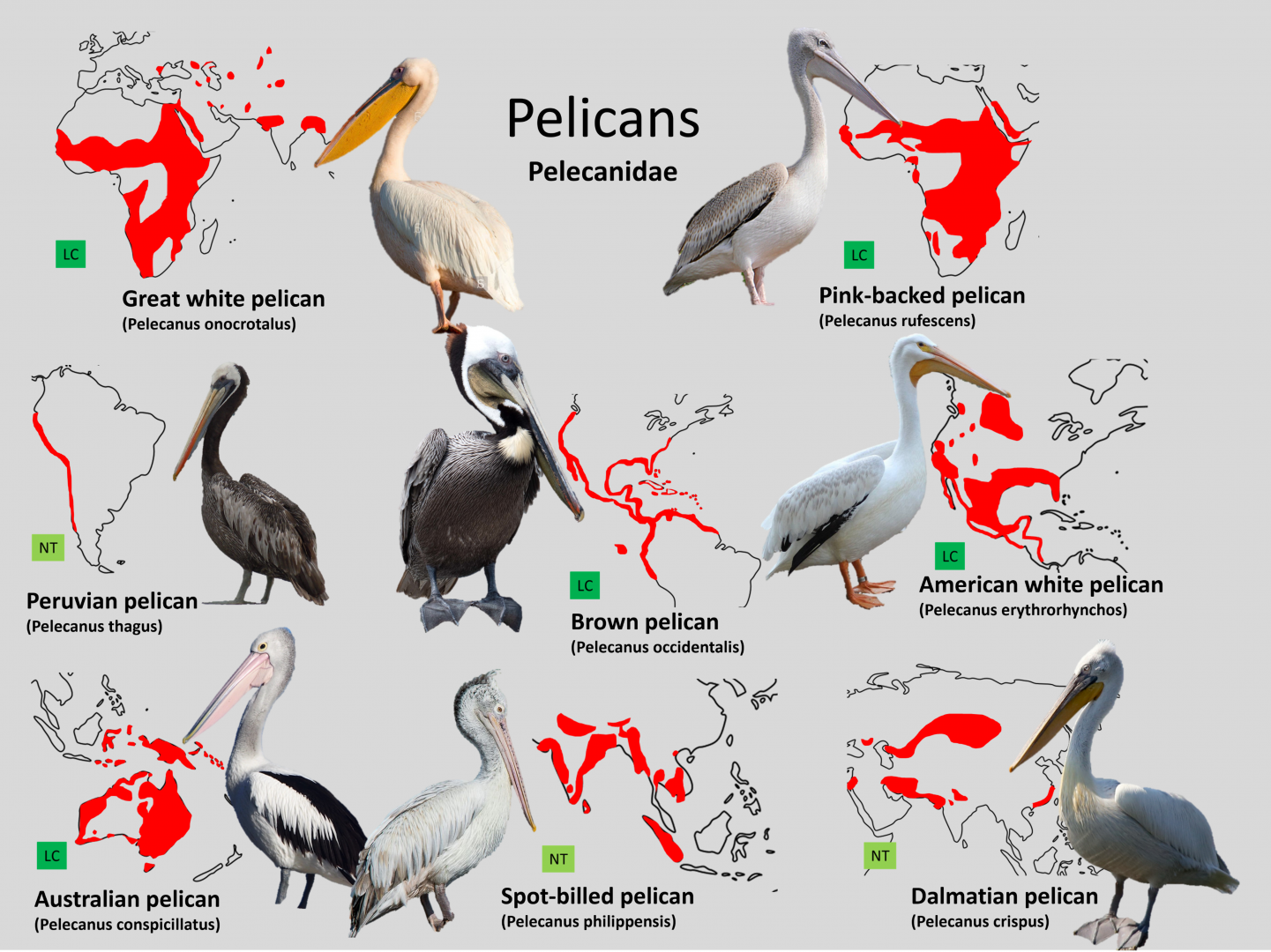 Pelican distribution maps