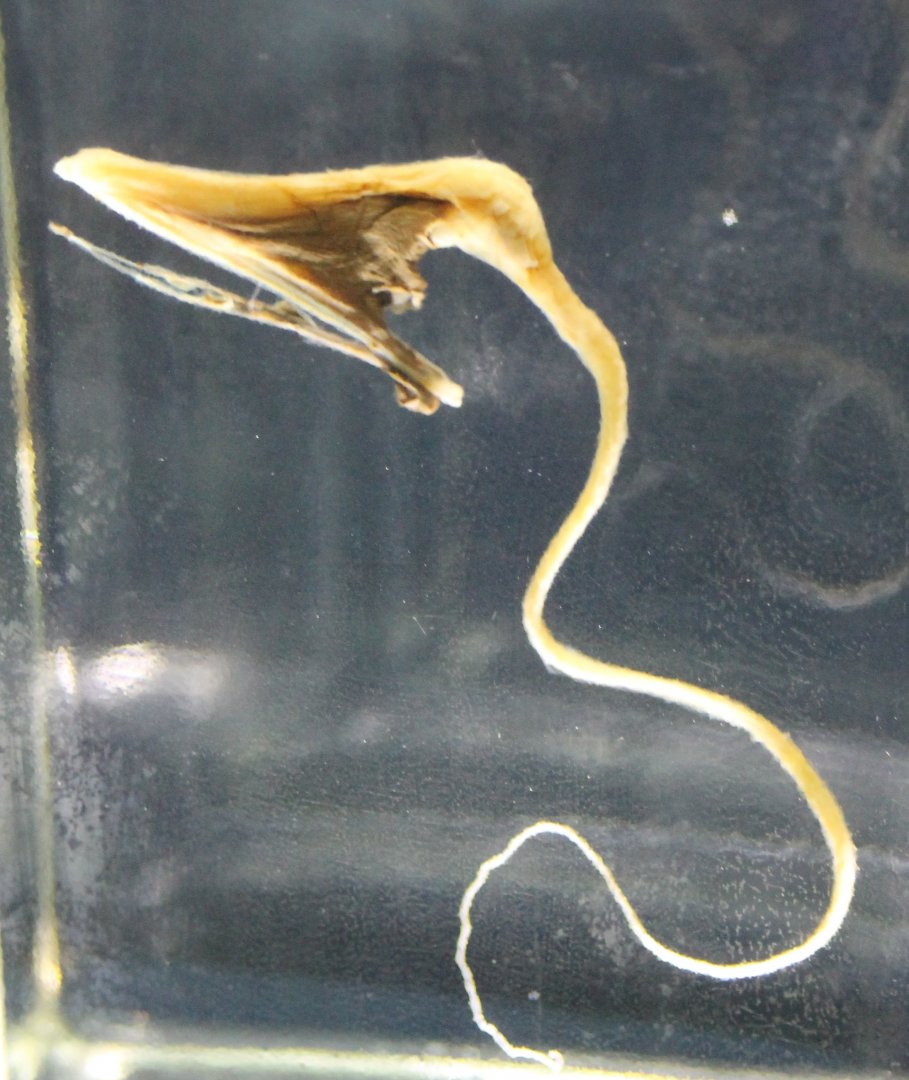 Pelican-eel - Eurypharynx pelecanoides