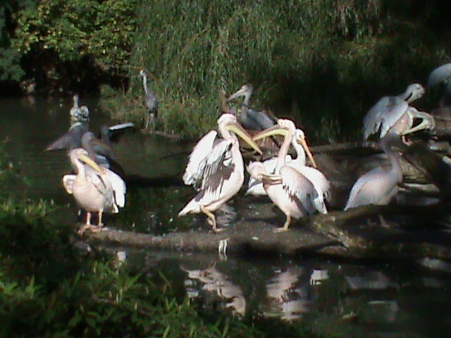 pelican enclosure 030910
