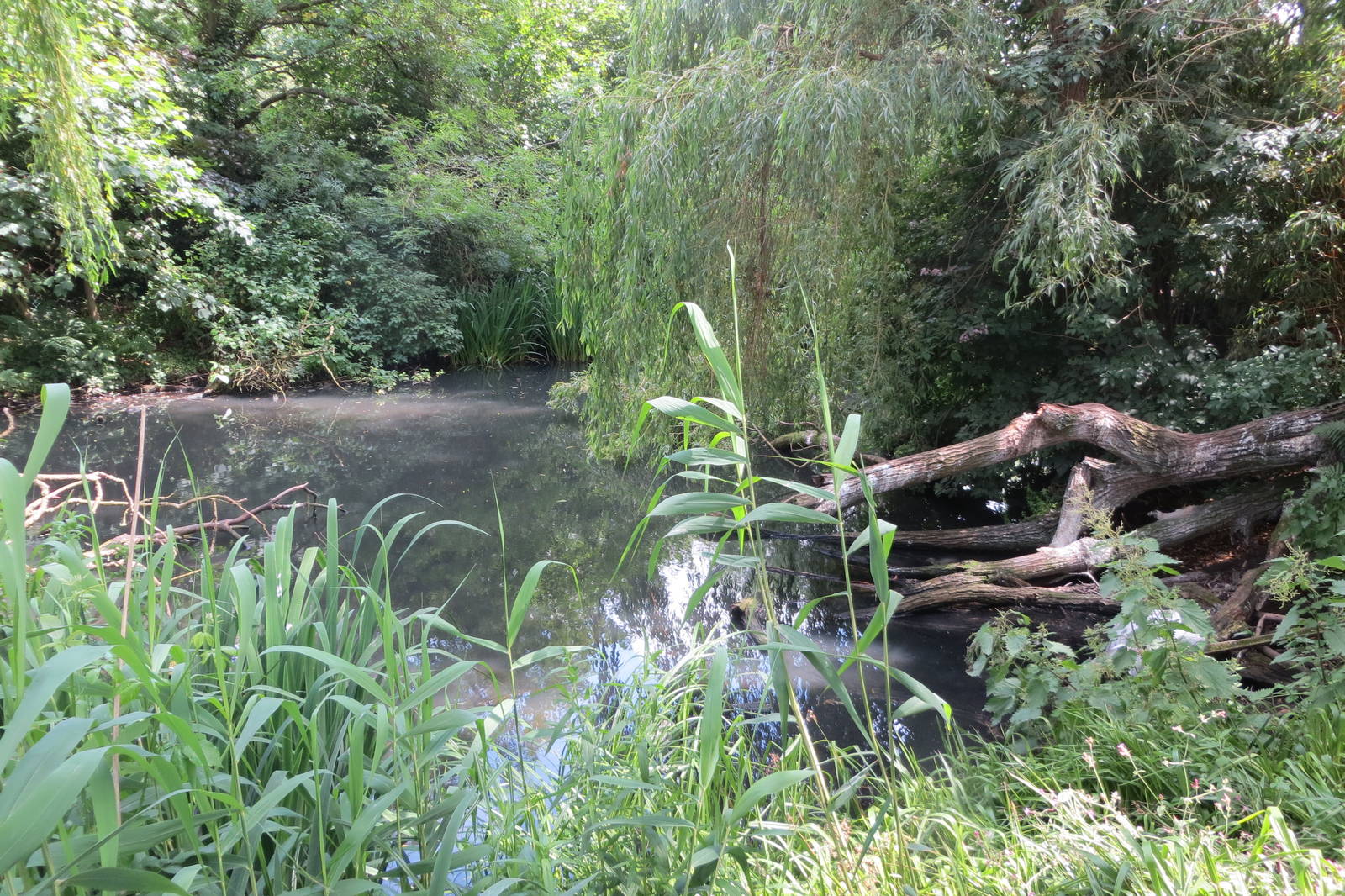 Pelican enclosure 110715