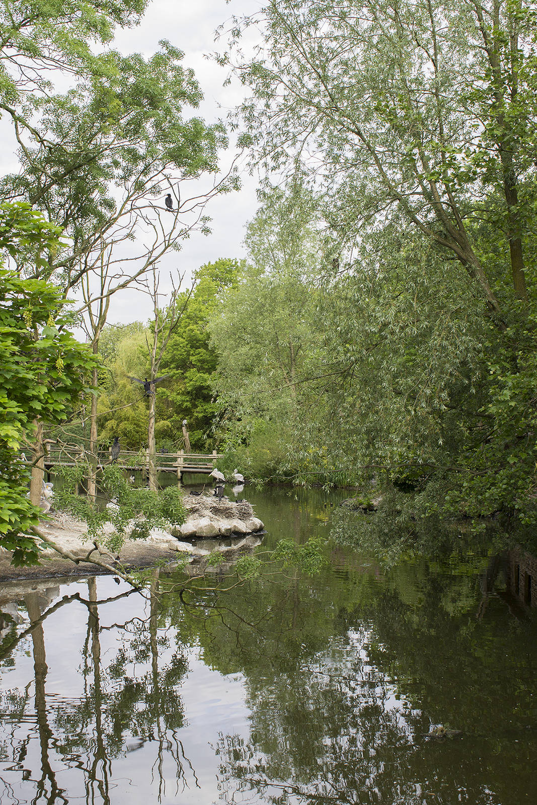 Pelican enclosure as seen from outside the zoo