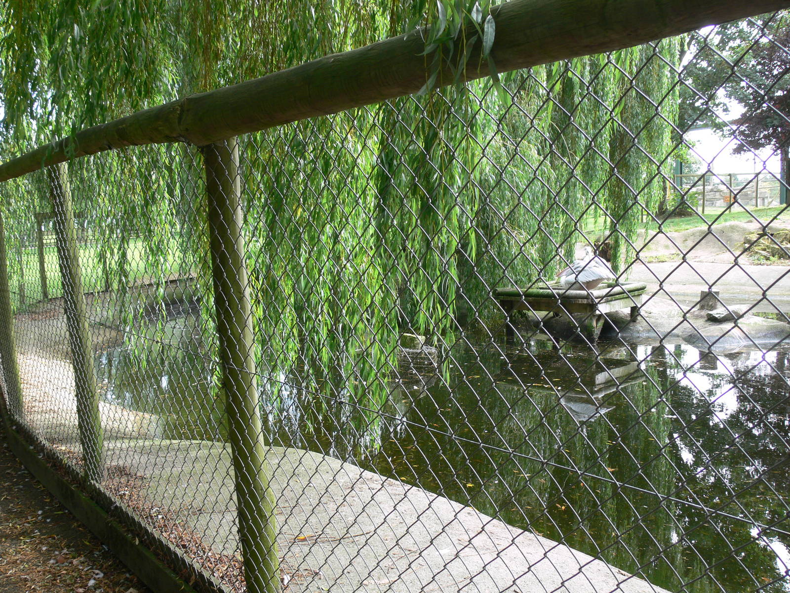 Pelican enclosure at Flamingo Land, 21/09/13