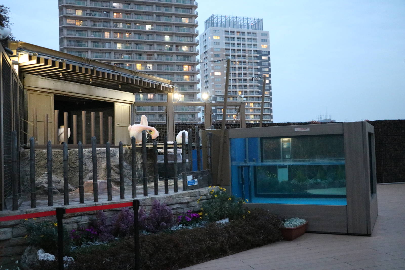 Pelican enclosure - Sunshine Aquarium Tokyo, February 2016
