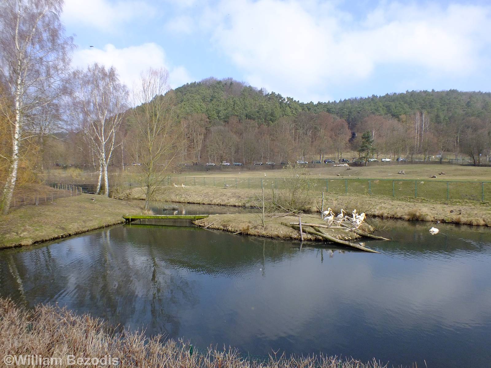 Pelican Enclosure, with Hungarian Cattle Enclosure Behind