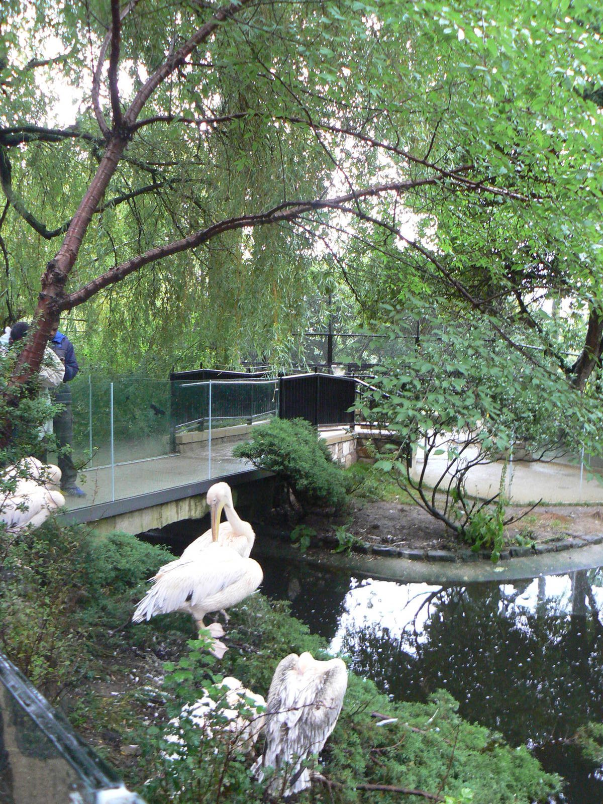 Pelican Enclosure