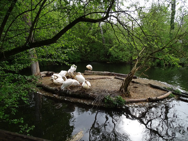 Pelican enclosure