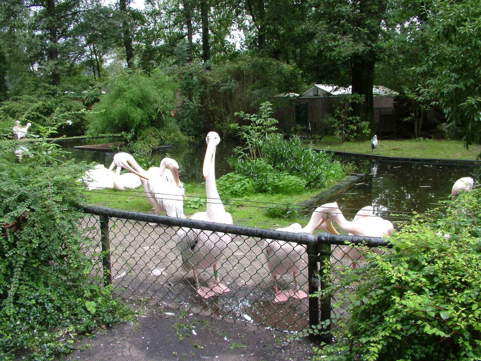 Pelican Exhibit at Burgers Zoo Arnhem, 29/08/10