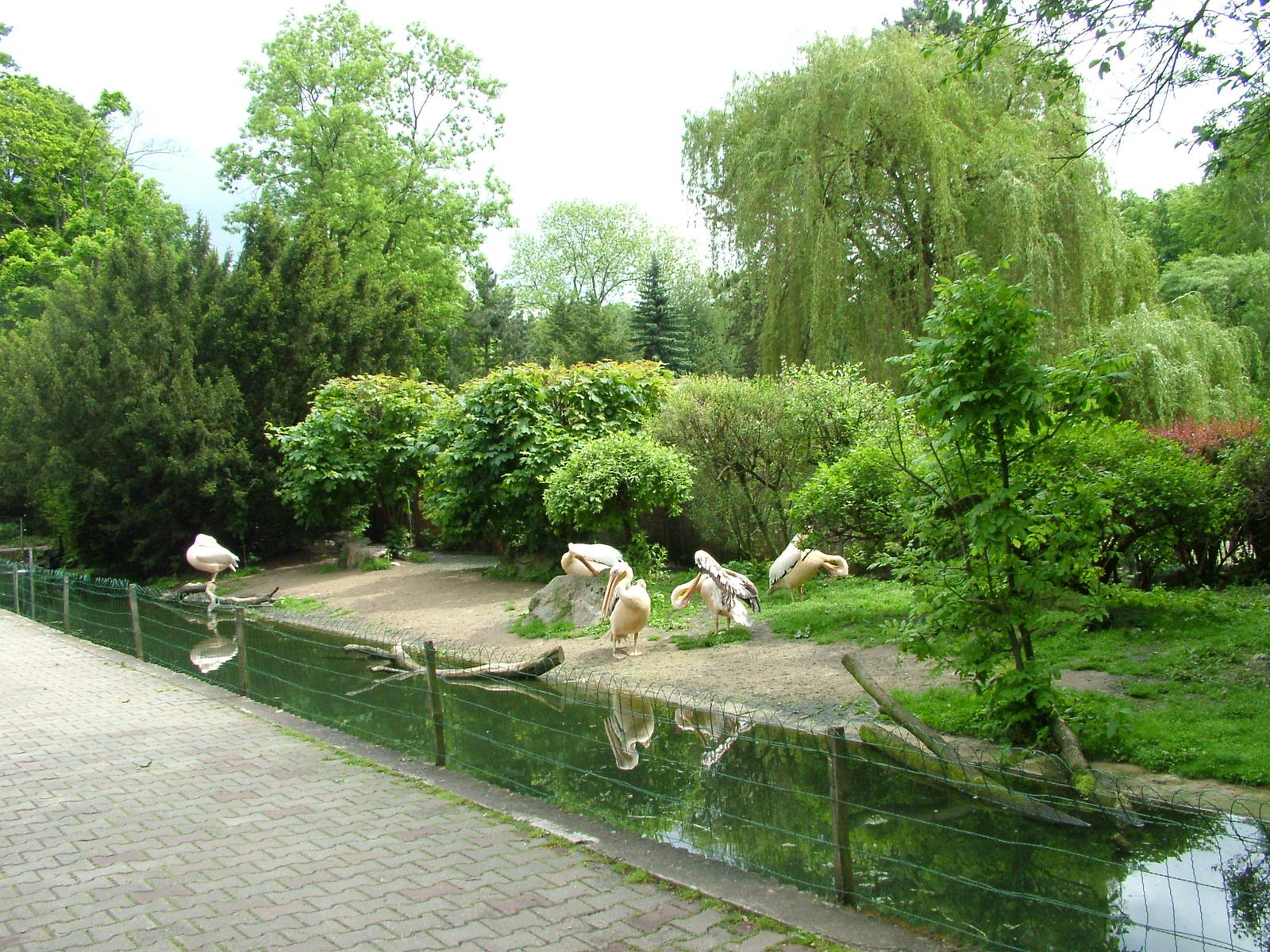 Pelican exhibit at Jihlava, 31/05/10