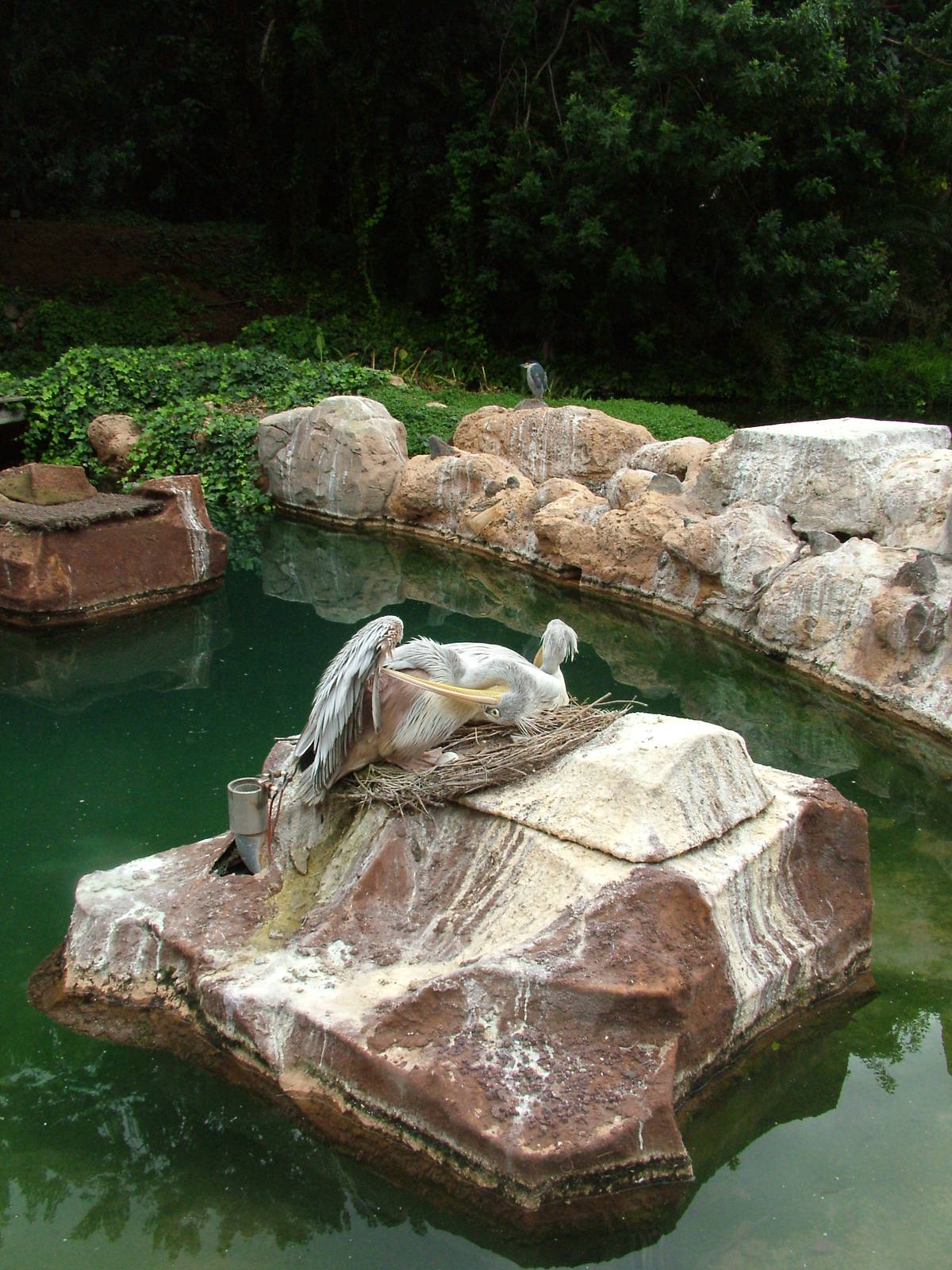 Pelican Exhibit at Jungle Park (Las Aguilas), 13/11/10