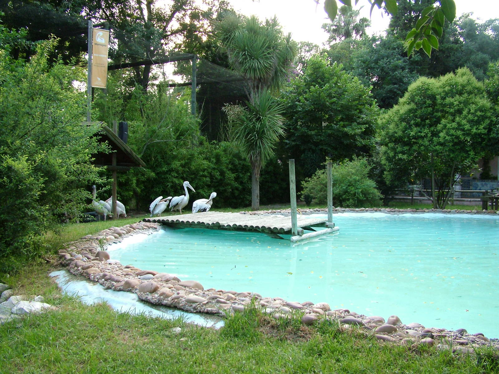 Pelican Exhibit at Lisbon Zoo, 24/05/11