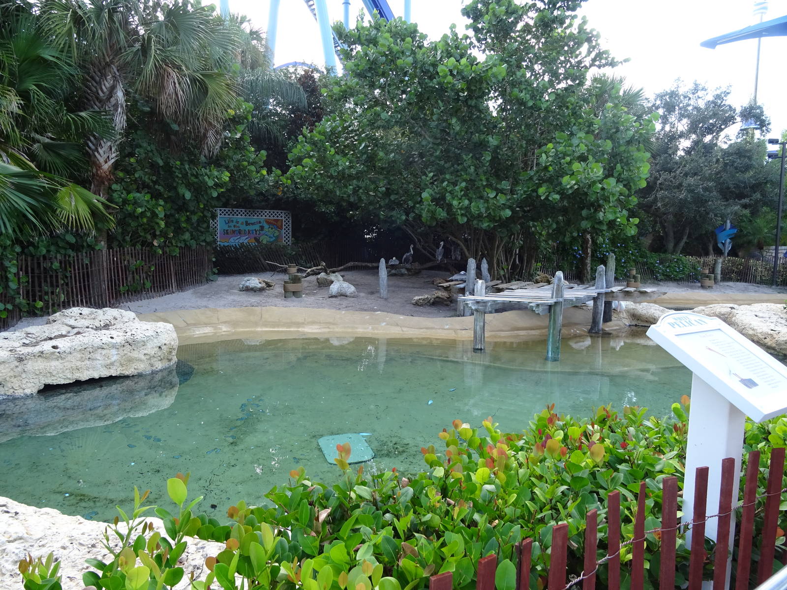 Pelican Exhibit at SeaWorld Orlando