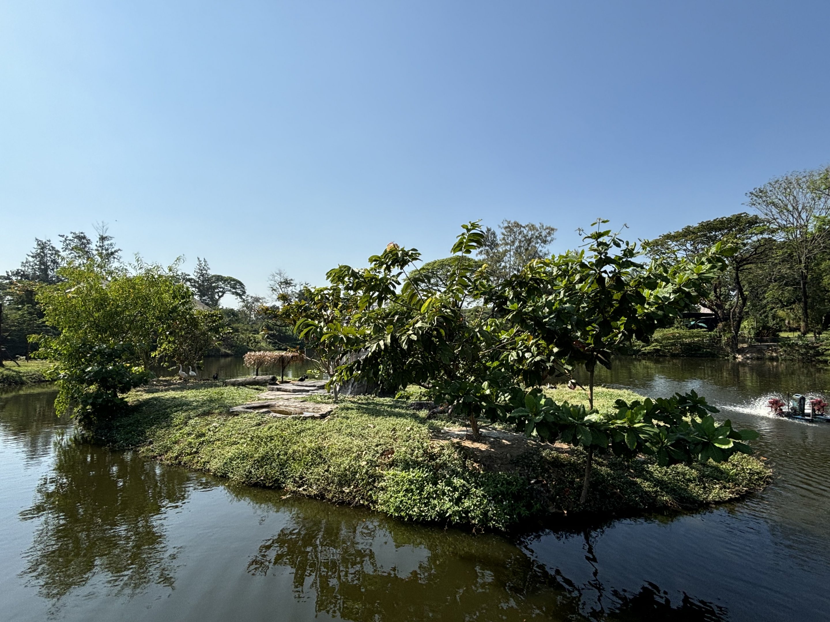 Pelican Exhibit - Solo Safari