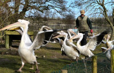 pelican feeding at Blackbrook