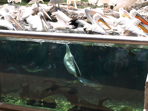 Pelican feeding, Jurong BirdPark
