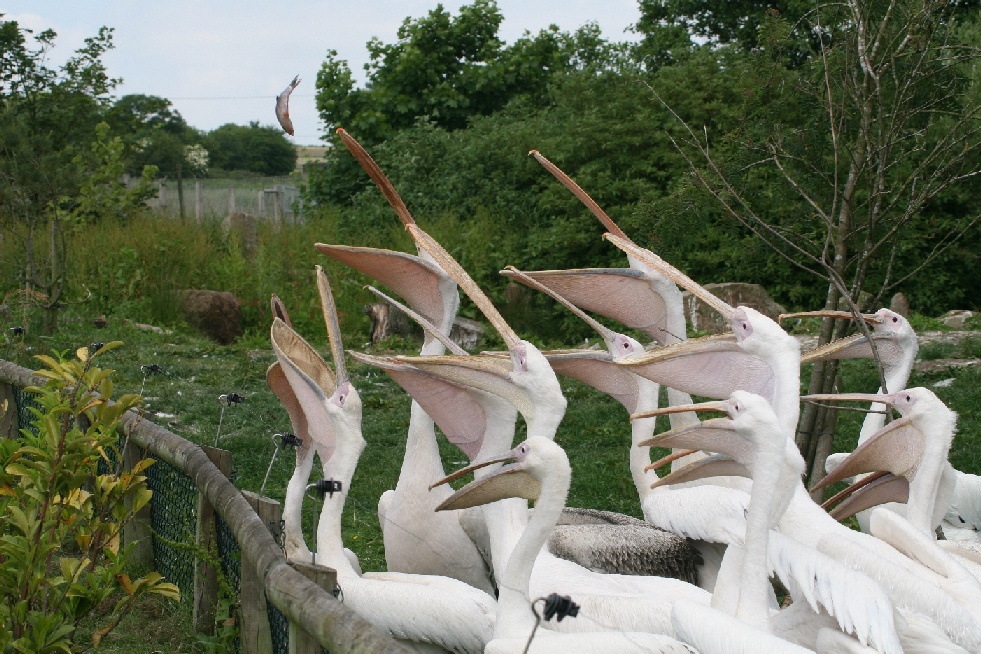 Pelican Feeding Time