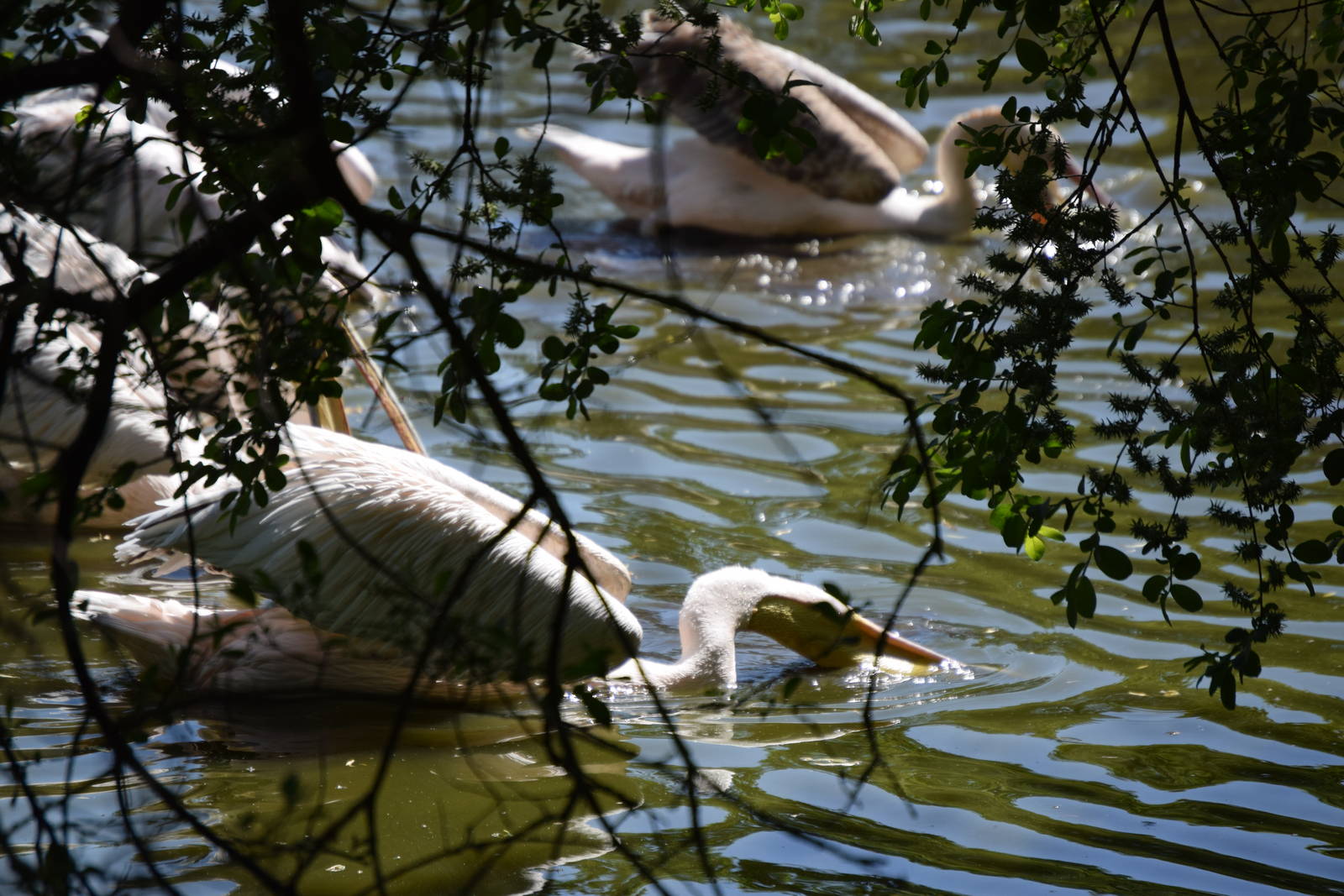 Pelican feeding